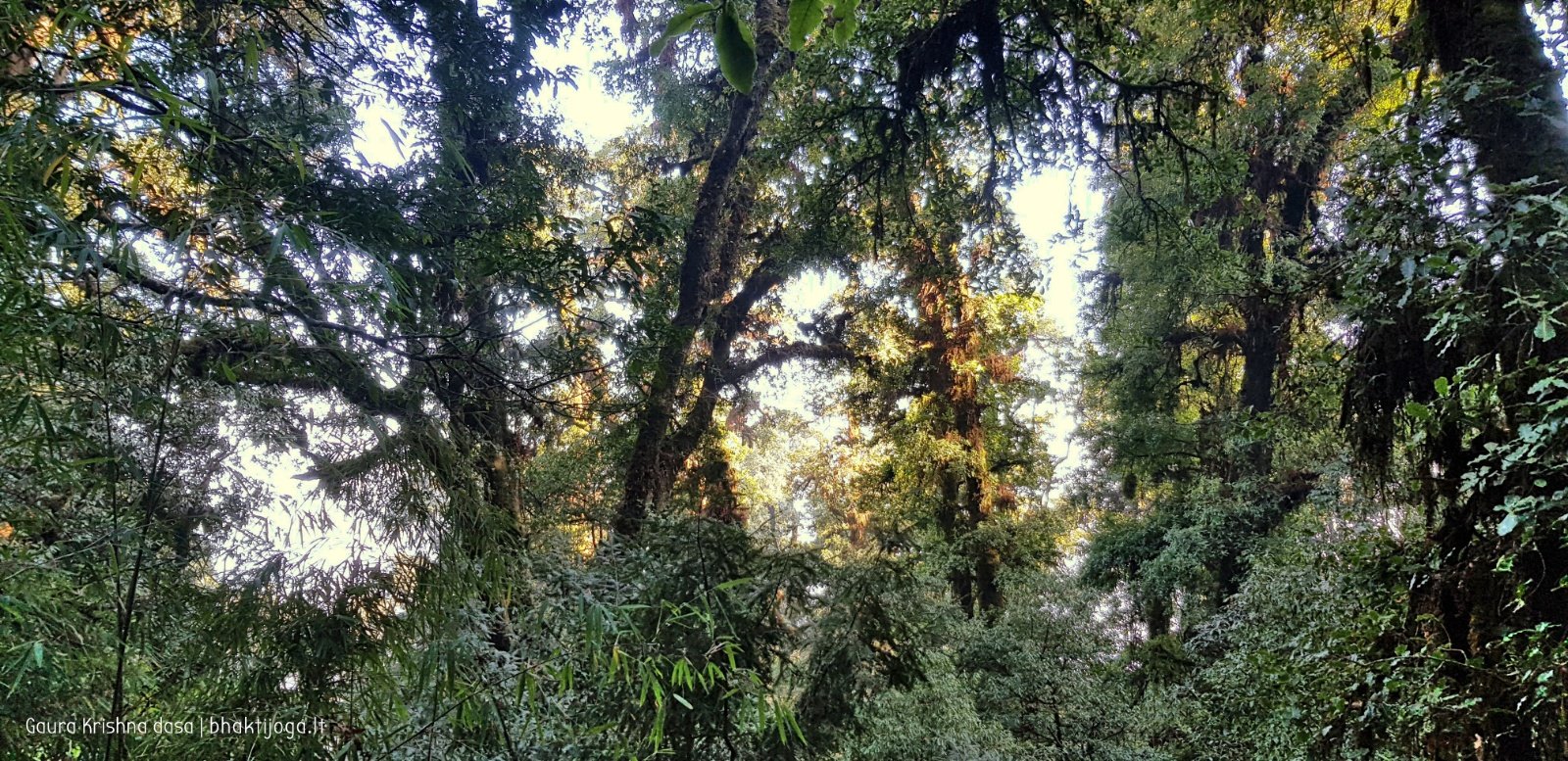  Trees. Shivapuri mountain. Kathmandu. 2019.01.15
